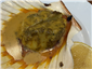 scallop